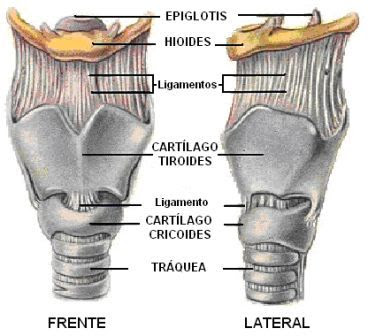 vista lateral y frontal de la laringe