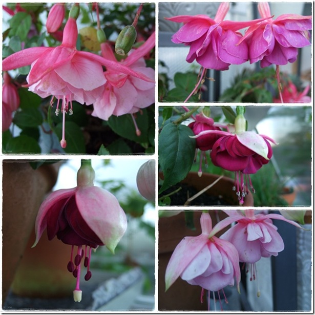 fuchsia