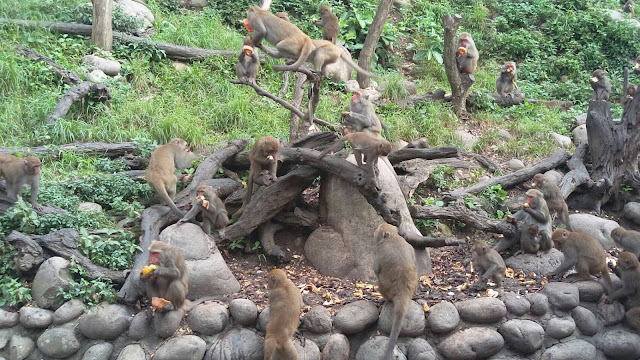 【台中旅遊景點推薦】大坑郭叔叔獼猴生態園區