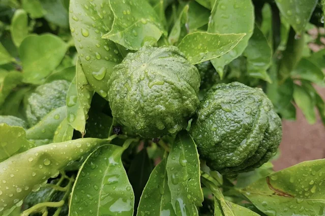 50 Medicinal Plants for Face Wash and Cleansing