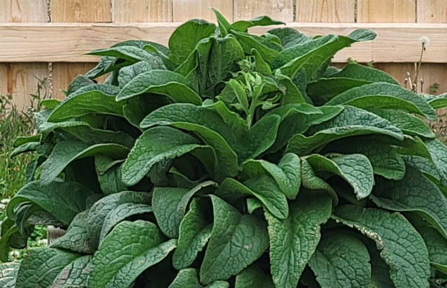 A large comfrey plant growing against a wooden fence.