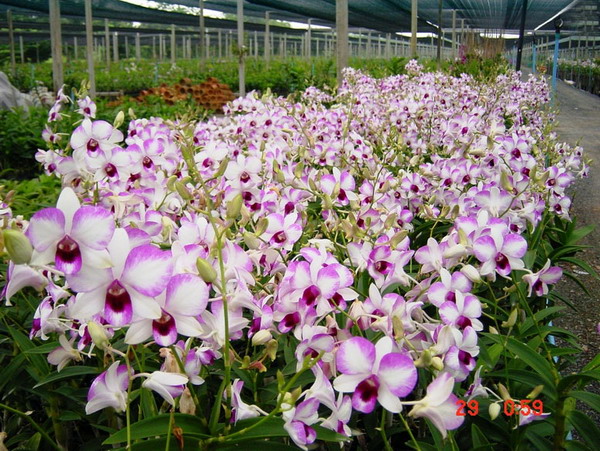 ກ້ວຍໄມ້ທີ່ແບ່ງກຸ່ມຕາມການການເກີດ ກ້ວຍໄມ້ລາວເຮົາສາມາດແບ່ງເປັນກຸ່ມຕາມສະຖານທີ່ເກີດຢ່າງງ່າຍໆເປັນ 2 ກຸ່ມໃຫຍ່ໆຄື:  1. ກຸ່ມກ້ວຍໄມ້ອີງອາໃສ(ກາຝາກ) epiphytic orchids ເຊິ່ງມີປະມານ 65% ຂອງຫ້ວຍໄມ້ທັງໝົດໄດ້ແກ່:
