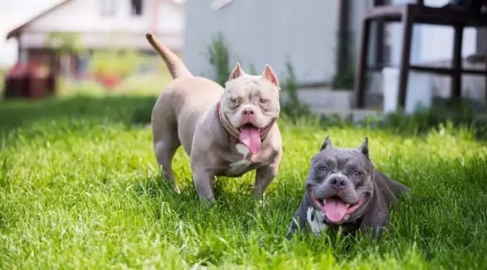 The American Bully: Your Ultimate Guide to Care, Origins, and More