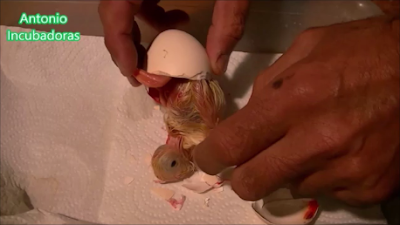 Incubación de huevos de gallinas