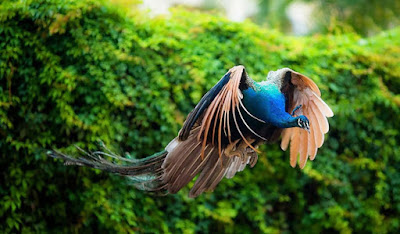 flying-peacock-in-the-green-trees-jungle-walls