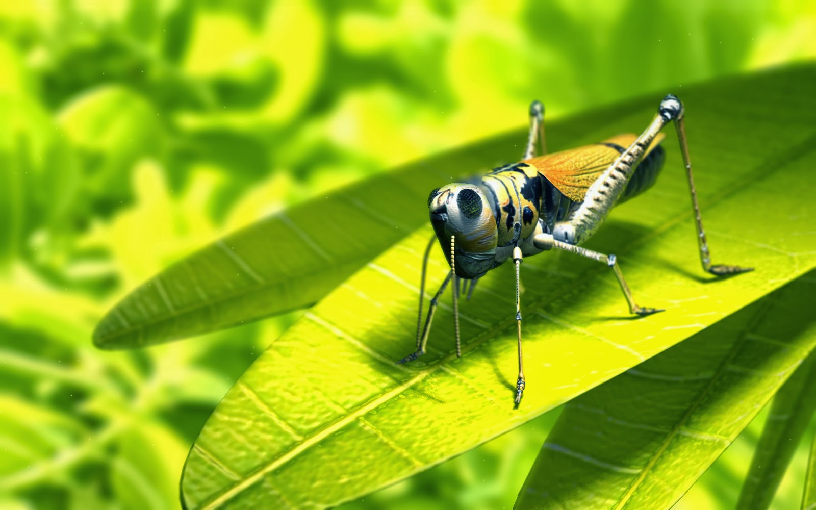 http://funnywallpapers4all.blogspot.com/2014/01/insect-hd-funny-wallpapers.html