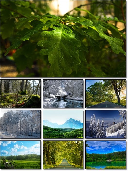 forest wallpapers forest pictures. Forest Wallpapers Pack