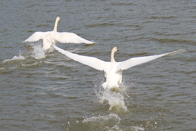 Knobbelswan - Knobbelzwaan - Cygnus olor