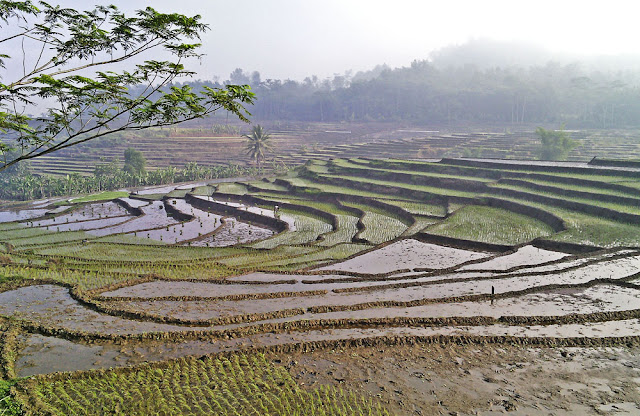 sawah berundak