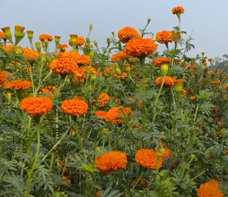 গাঁদা ফুলের বাগান