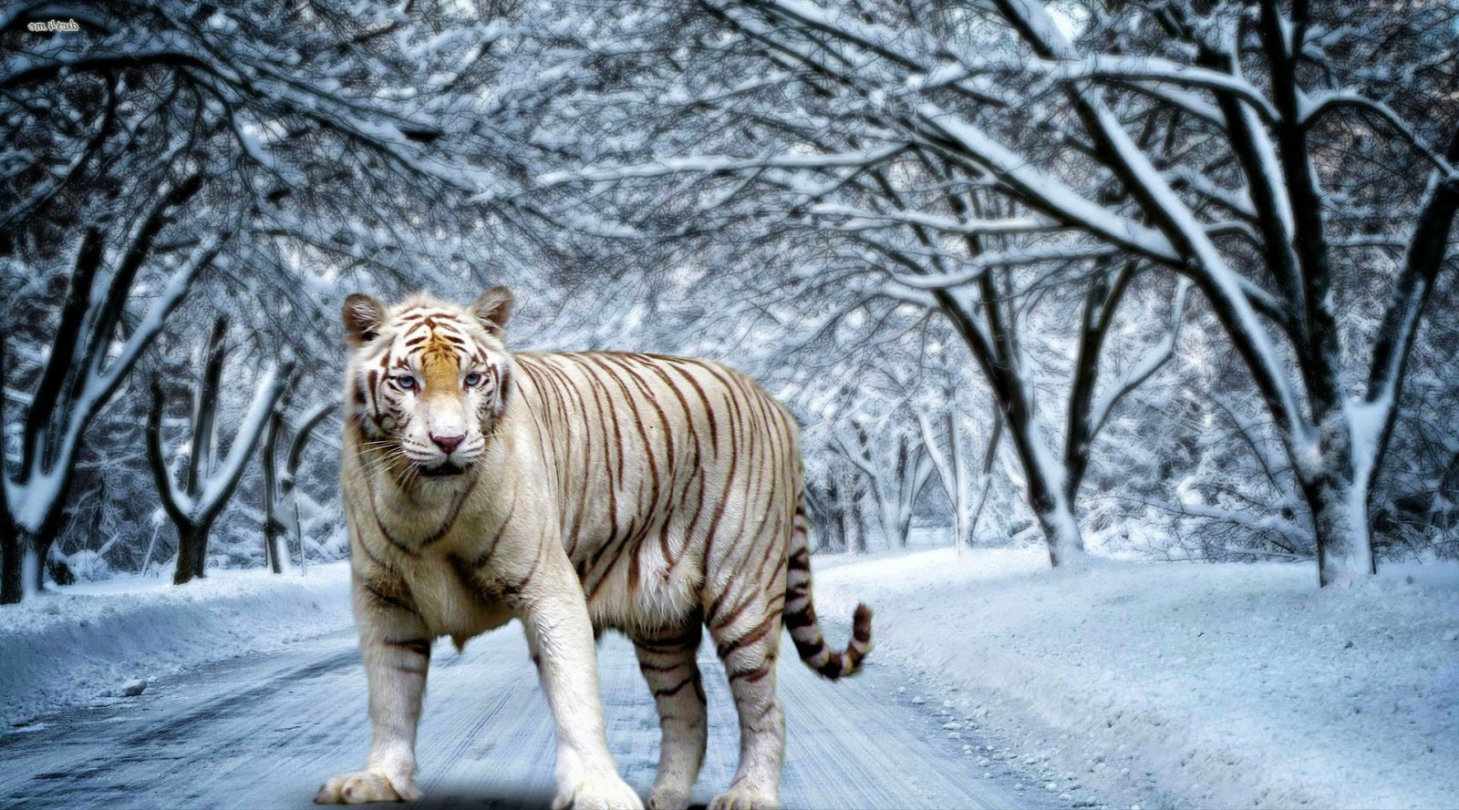  Gambar  Harimau  Terbaru Kumpulan Gambar 
