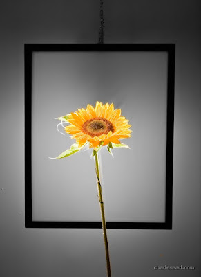 a flower in a frame