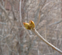 Lilac buds