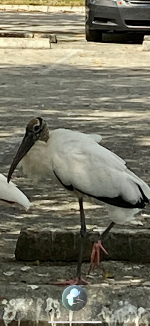 wood stork standing