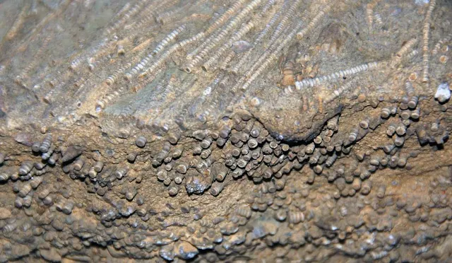 Fossiliferous limestone with crinoid stems