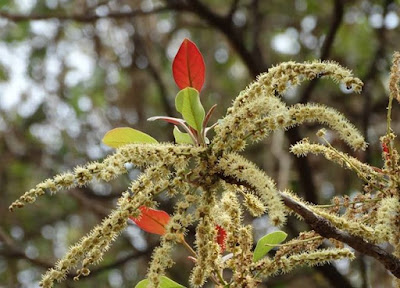 Flowers of Vibhitaki (Termenalia bellirica)