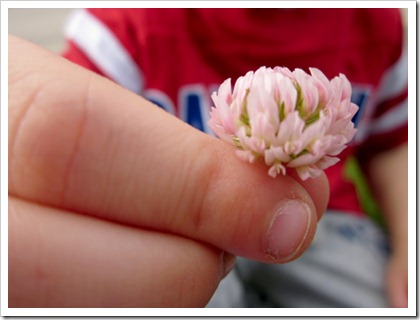 seanflowerclose