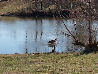 heron in pond