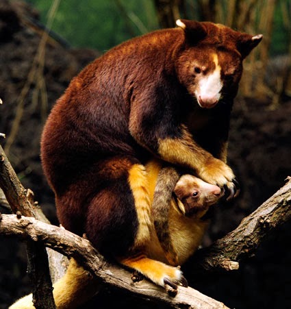 Kanguru pohon Mantel emas Satwa Asal Irian yang terancam 