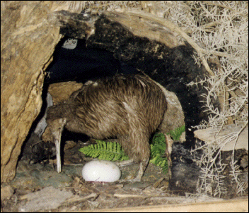 kiwi Apteryx rowi