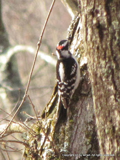 Downy Woodpeckers