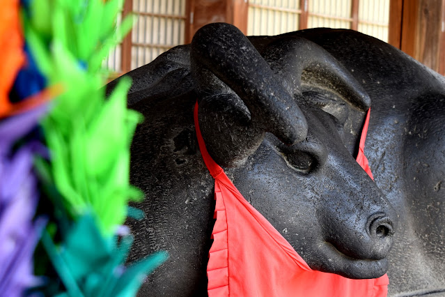 牛嶋神社　撫で牛