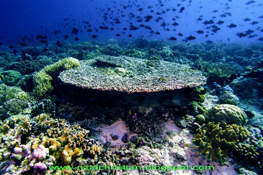 Download this Wakatobi Corals Koral Kipas Soft Coral picture