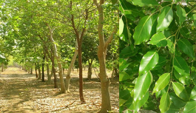 Sandalwood tree