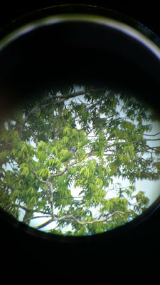 blue headed parrot