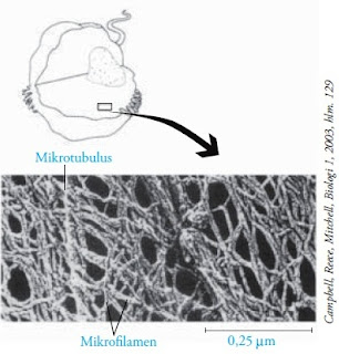 Salah satu organel yang cukup penting keberadaannya Pintar Pelajaran Struktur dan Fungsi Sitoskeleton - Gambar