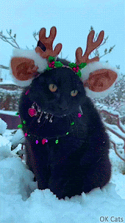 Christmas Cat GIF • Amazing black reindeer cat ready to pull Santa's sleigh even in the night! [ok-cats.com].gif