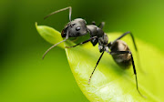 Fondos HD de Insectos: Hormiga en una Hoja Verde