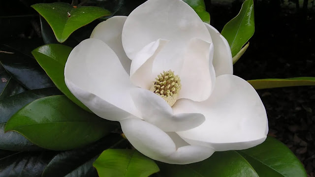 Magnolia