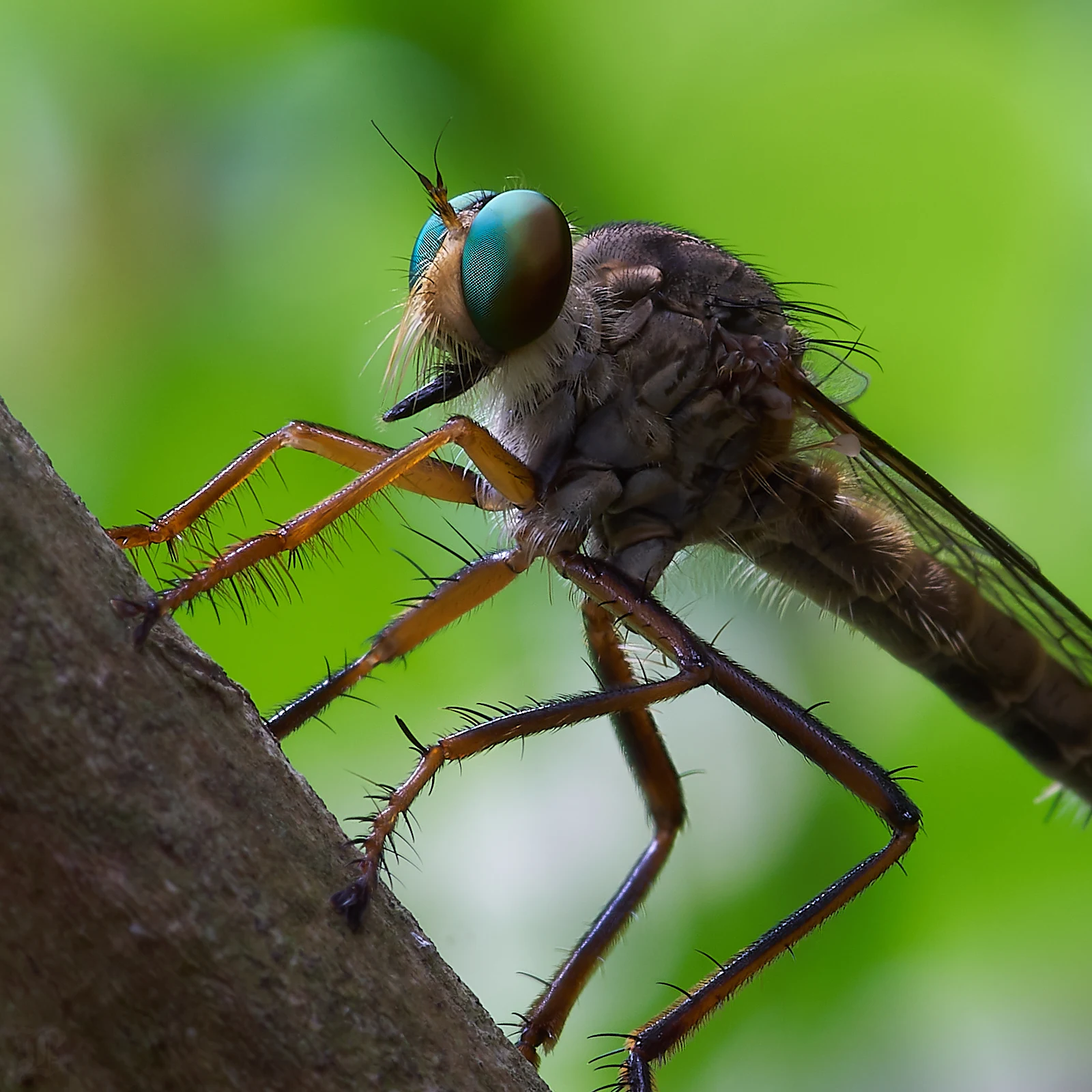 There are approximately 6,750 species of Robber Flies. This may be in the Asilinae sub-family.