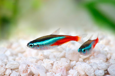 Ikan Neon Tetra