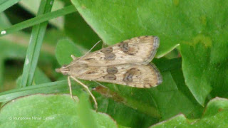 Nomophila noctuella DSC163619