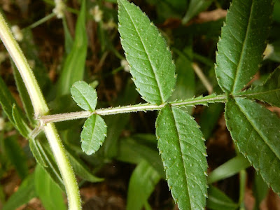 芳香萬壽菊的葉