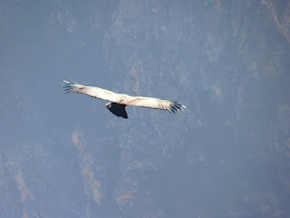 burung kondor andes / andean condor