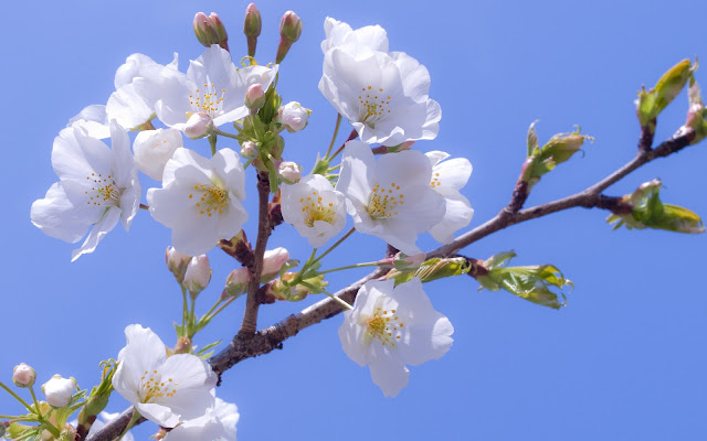 Flores Blancas - White Flowers