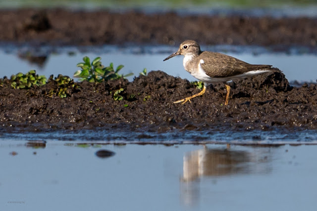 An Bui 2024 Dong Thap - Common sandpiper (Choắt nhỏ)