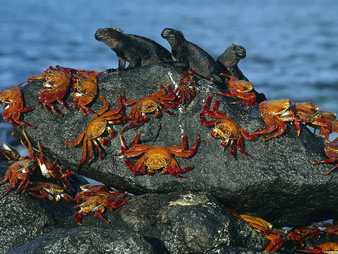 Muchos cangrejos sobre rocas
