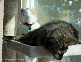 The Reat Cats on cat tree_3