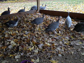 leaves, chicken coop