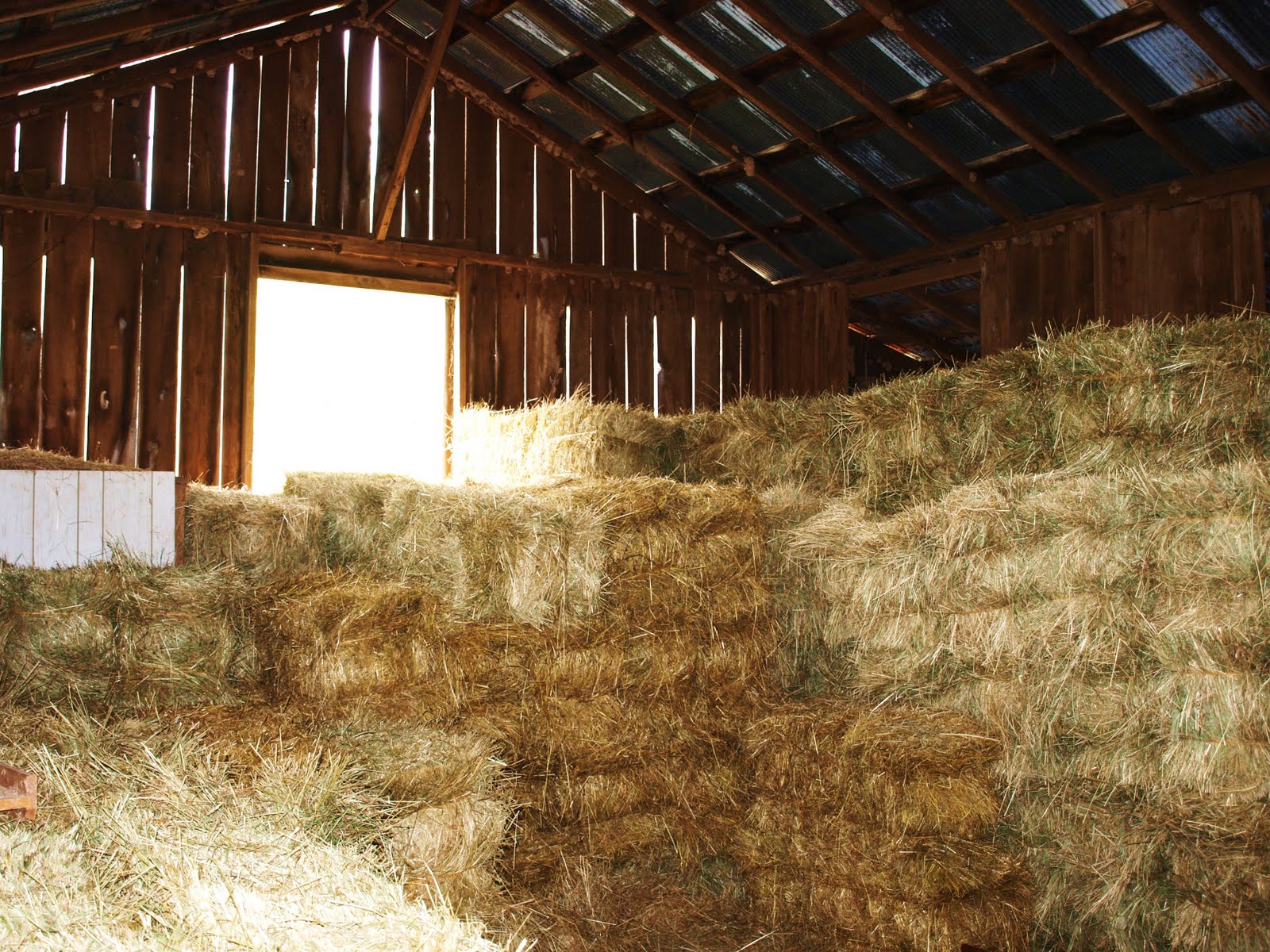 Bolte Farm, Spencer WV: Love