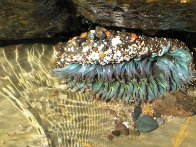 Sea anemone at the Cabrillo Tide Pools in San Diege