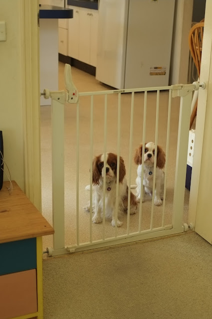 Ava and Darcy sit behind baby gate