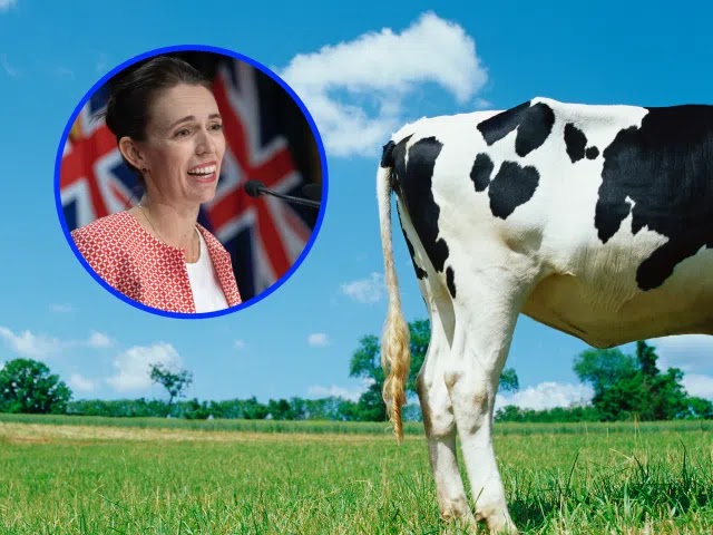 New Zealand To Tax Cow Farts & Burps In A Bid To Stop Climate Change