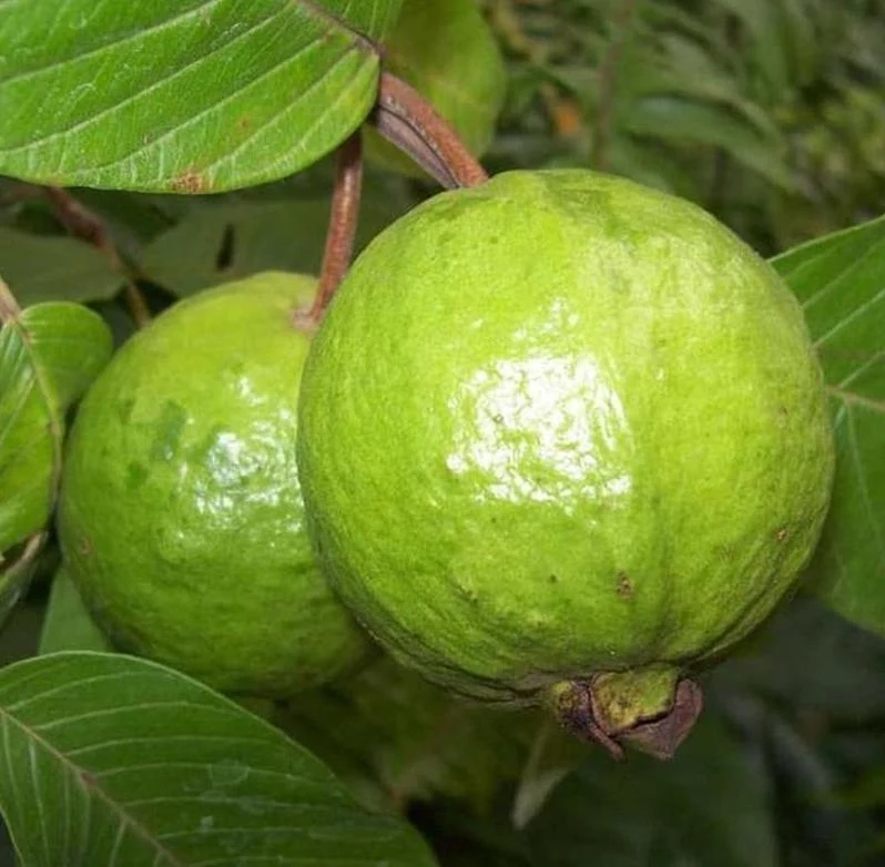 bibit buah jambu biji merah Bangka Belitung