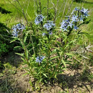 Lady Bell Root (Jandai)