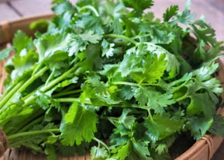 Cilantro and culantro are nutrient-dense herbs and contain a variety of vitamins and minerals.